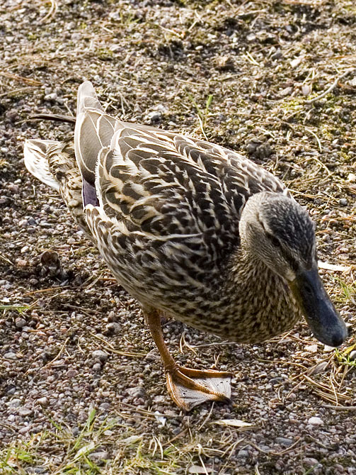 duck_01.jpg