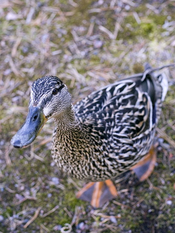 duck_04.jpg