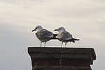 seagulls_02.jpg